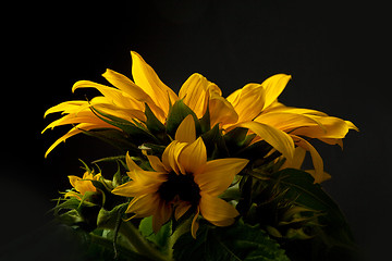 Image showing Sunflower Helianthus annuus