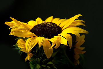 Image showing Sunflower Helianthus annuus