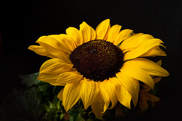 Image showing Sunflower Helianthus annuus