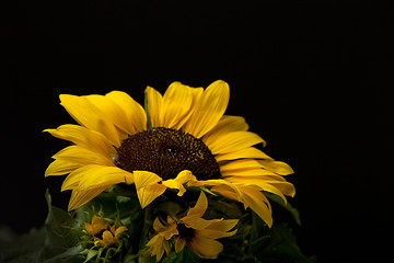 Image showing Sunflower Helianthus annuus