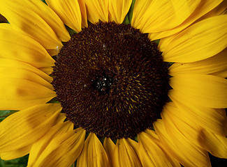 Image showing Sunflower Helianthus annuus