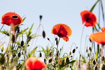 Image showing Corn Poppy Flowers Papaver rhoeas