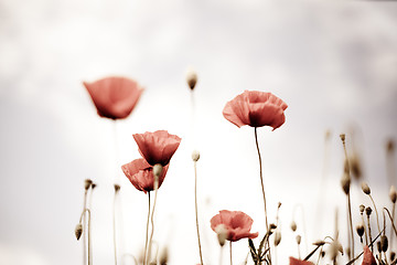 Image showing Corn Poppy Flowers Papaver rhoeas