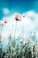 Image showing Corn Poppy Flowers Papaver rhoeas