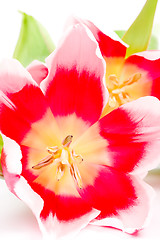 Image showing pink tulips 