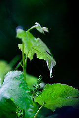 Image showing green leaves