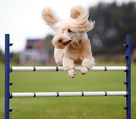 Image showing Flying High