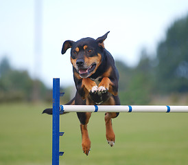 Image showing Huntaway Jumping