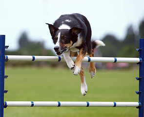 Image showing Dog Clearing a Jump