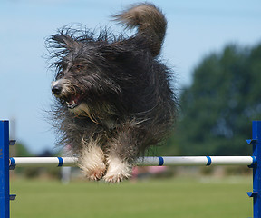 Image showing Shaggy Dog Jumping