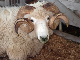 Image showing Drysdale Ram