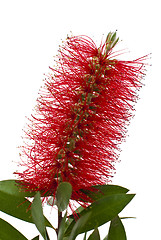 Image showing Red bottle-brush tree (Callistemon)