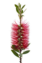 Image showing Red bottle-brush tree (Callistemon)