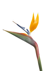 Image showing Bird of paradise flower (Strelitzia reginae) isolated on white b