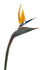 Image showing Bird of paradise flower (Strelitzia reginae) isolated on white b