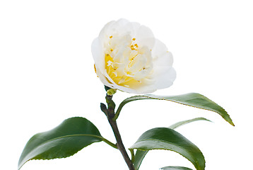 Image showing White Camelia