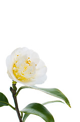 Image showing White Camelia