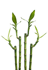 Image showing Bamboo