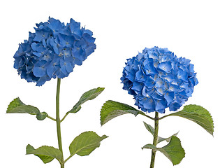 Image showing Lacecap Hydrangea (macrophylla normalis)