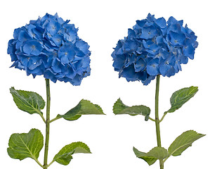 Image showing Lacecap Hydrangea (macrophylla normalis)