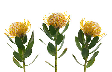 Image showing Pincushion Protea
