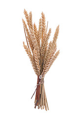 Image showing Wheat branch