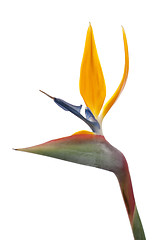 Image showing Bird of paradise flower (Strelitzia reginae) isolated on white b