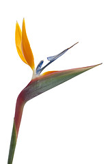 Image showing Bird of paradise flower (Strelitzia reginae) isolated on white b