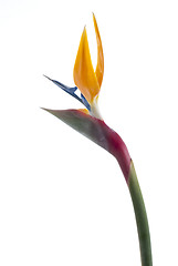 Image showing Bird of paradise flower (Strelitzia reginae) isolated on white b