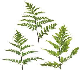 Image showing Fern leafs