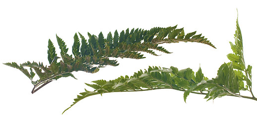 Image showing Fern leafs