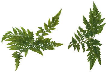 Image showing Fern leafs