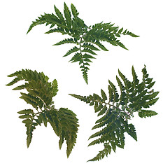 Image showing Fern leafs