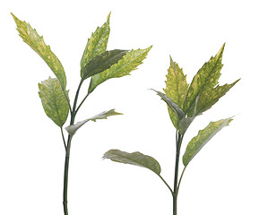 Image showing Branch of green leafs