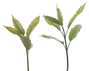 Image showing Branch of green leafs