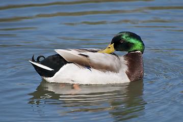 Image showing Duck