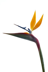 Image showing Bird of paradise flower (Strelitzia reginae) isolated on white b