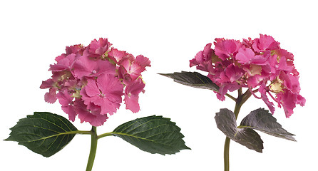 Image showing Lacecap Hydrangea (macrophylla normalis)