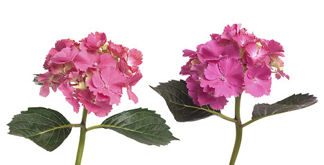 Image showing Lacecap Hydrangea (macrophylla normalis)