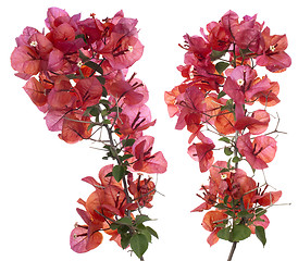 Image showing Bougainvillea