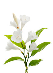 Image showing Lilies