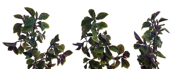 Image showing Branch of green leafs