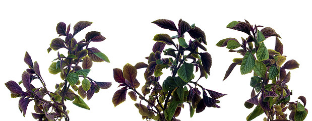 Image showing Branch of green leafs