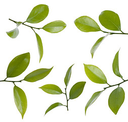 Image showing Camelia leafs