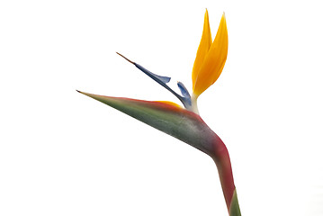 Image showing Bird of paradise flower (Strelitzia reginae) isolated on white b