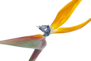 Image showing Bird of paradise flower (Strelitzia reginae) isolated on white b