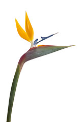 Image showing Bird of paradise flower (Strelitzia reginae) isolated on white b