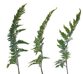 Image showing Fern leafs