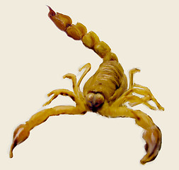 Image showing Scorpion