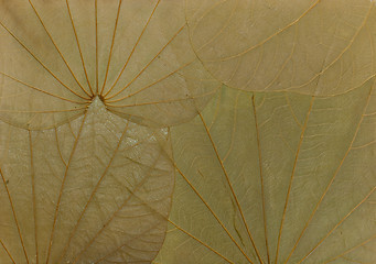 Image showing Leafs texture